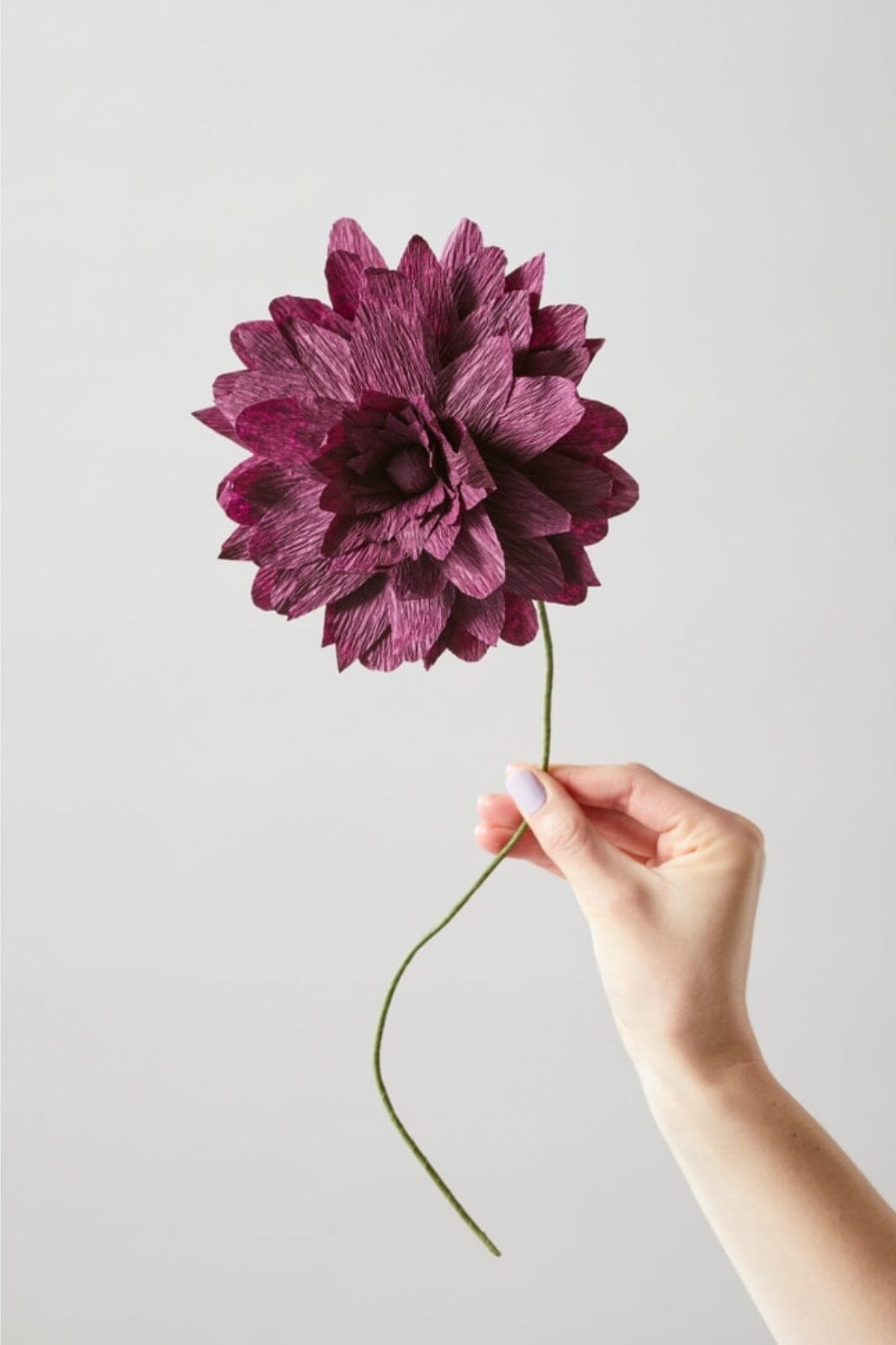 Studio About - Paper Flower, Grand Dahlia, Aubergine, 160460A Interiør 